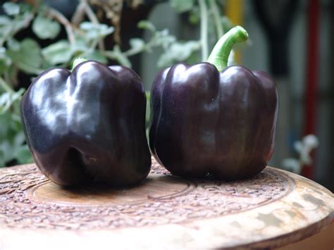 purple beauty 82019 – 1 | Notes From The Tomato Lady