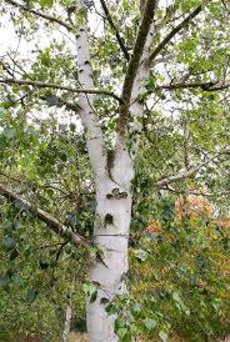 White Japanese Birch Tree Betula Platyphylla Japonica Asian | Etsy