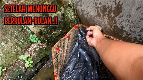 SETELAH MENUNGGU BERBULAN BULANPANEN LELE HASIL PEMANFAATAN IKAN HAMA