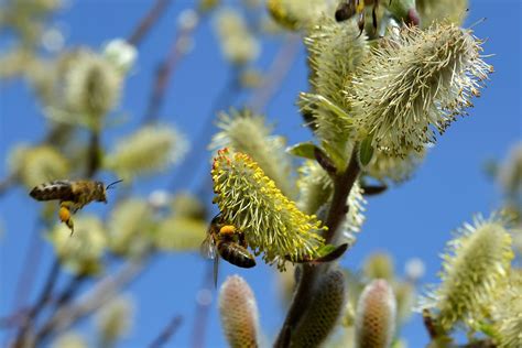 2 000 Free Pussy Willow Willow Images Pixabay