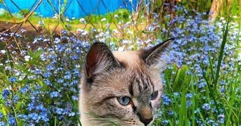 Васильковые глаза | Пикабу