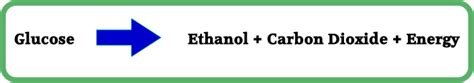 Breathtaking Word Equation For Anaerobic Respiration In Plants Physics Aqa A Level Data Sheet