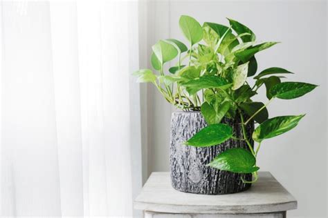 Helpful Tips For How To Make Pothos Grow Faster