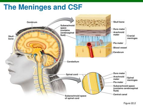 Ppt The Human Nervous System Powerpoint Presentation Free Download