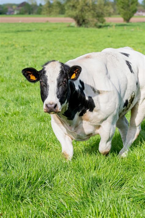 ruminant definition animal 3