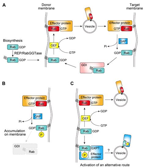 Biomolecules Free Full Text The Regulation Of Rab Gtpases By