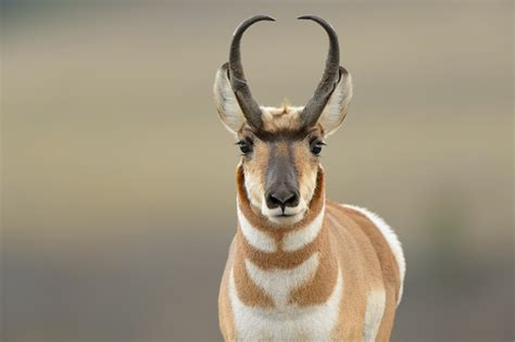 Wild Profile: Meet the pronghorn antelope - Cottage Life