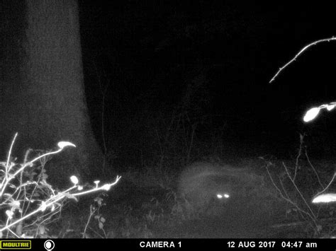 Strange images captured on trail cam - Sasquatch Chronicles