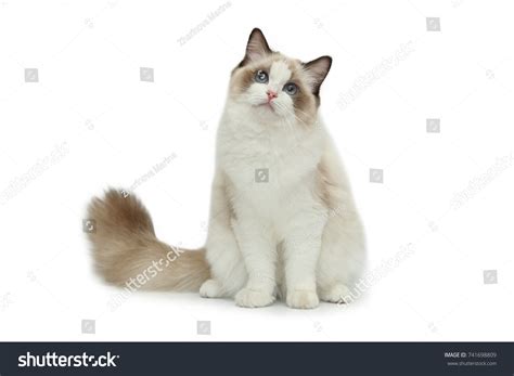 1 963 Pussy Doll Images Stock Photos Vectors Shutterstock