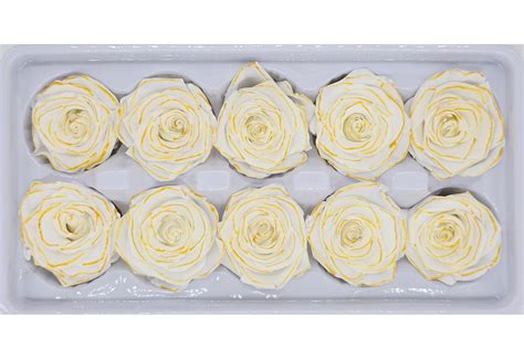Wholesale Preserved Roses | 10 Roses In A Box - White/Yellow Colour