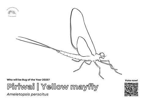 Piriwai | Yellow Mayfly – New Zealand Bug of the Year