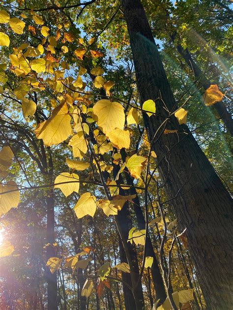 lake lenape new jersey