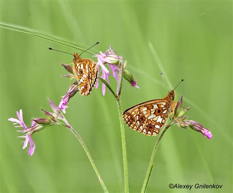 Helicon Focus - Helicon Soft