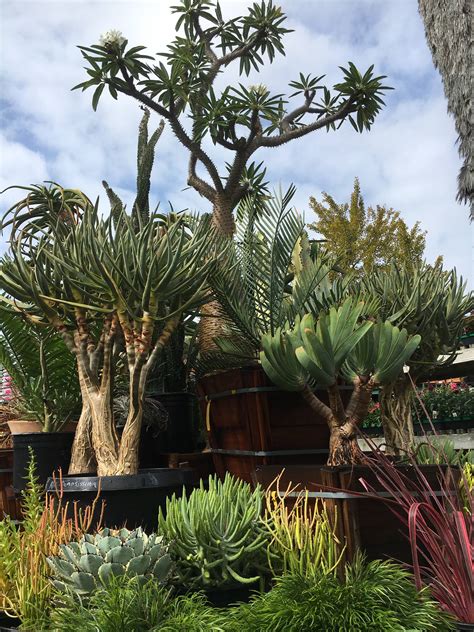 Merrihew's Sunset Gardens | Santa Monica CA