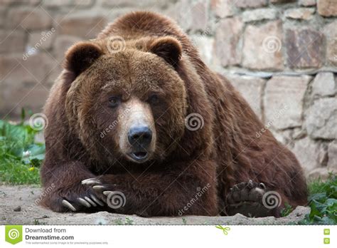 Urso Do Continente Horribilis Dos Arctos Do Ursus Imagem De Stock