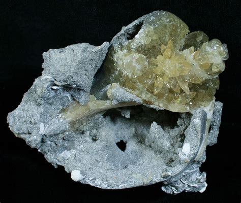 Partial Fossil Whelk With Golden Calcite Crystals (#6050) For Sale ...