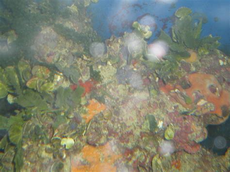 salt water paradise      home page  salt water