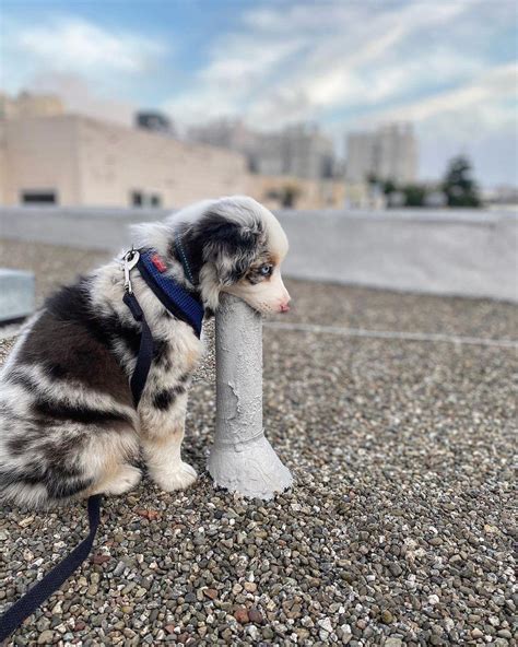 SHaMeLeSs PUpPy DEePtHrOaTs DIlDo IN ThE MiDdLe OF ThE StReEt R PeopleFuckingDying