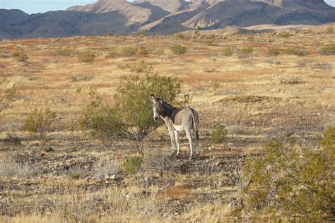 A local hanging out near the Devil's Throat - Devil’s Throat - Gold
