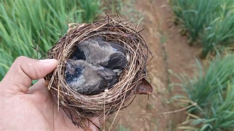 Berpetualang Mencari Sarang Burung Youtube