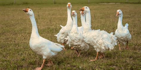 material guide   feather ethical  sustainable good