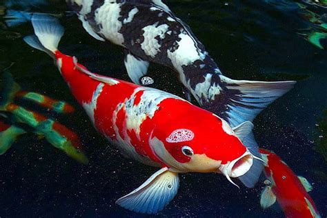 ikan hias air tawar  tidak mudah mati