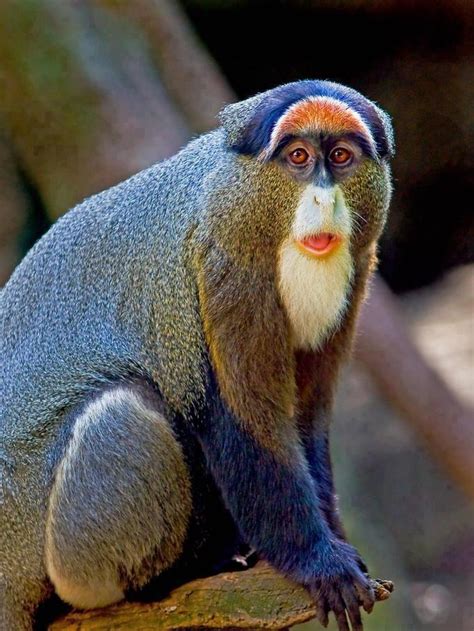 Blue Faced Rancoiss Leaf Monkey Unusual Animals Interesting Animals