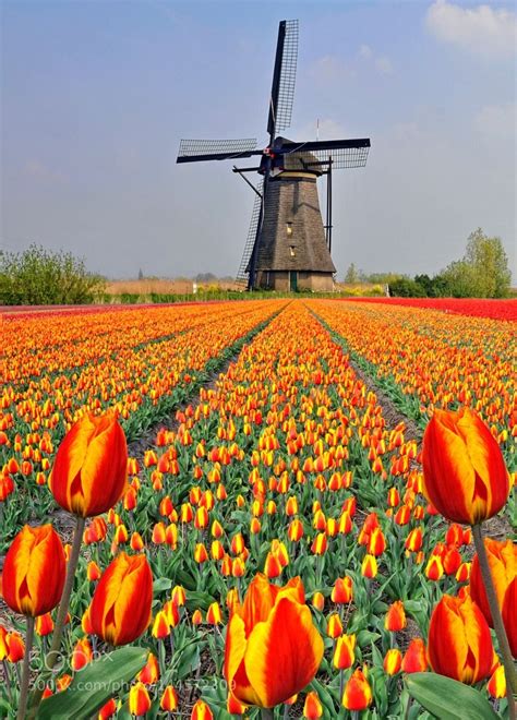 holland windmill  tulip field windmill  holland wallpaper