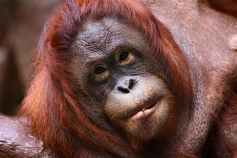 utan foto bild tiere natur bilder auf fotocommunity