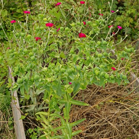 Gopher Spurge, Caper Spurge, Mole Plant