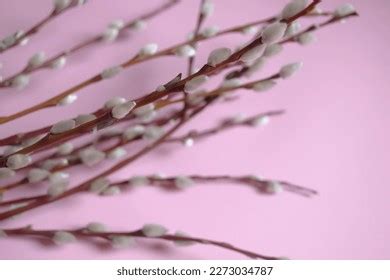 Pink Pussy Willow Tree Images Stock Photos Vectors Shutterstock