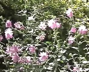 Electric Blue Vintage Vintage Porn XHamster