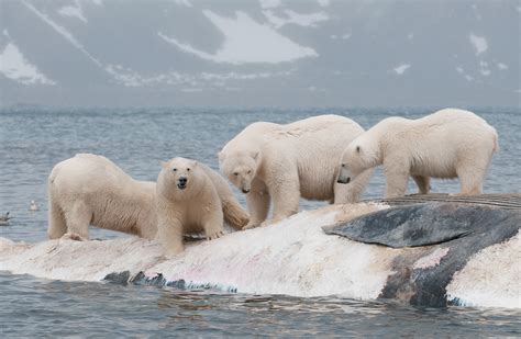 Polar bears gorged on whale carcasses to survive past warm periods, but strategy won’t suffice ...