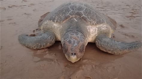 Olive Ridley Sea Turtle Laying Eggs YouTube