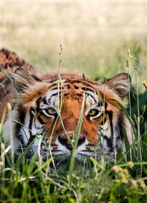"Bengal Tiger Crouched And Hiding In Tall Grass" by Stocksy Contributor