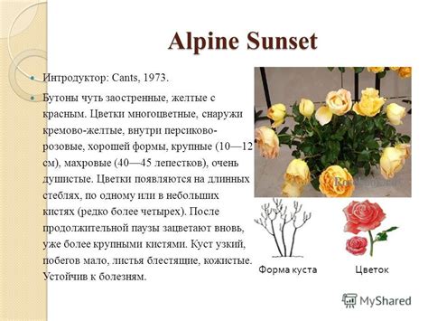 Роза Легенда Фото И Описание – Telegraph