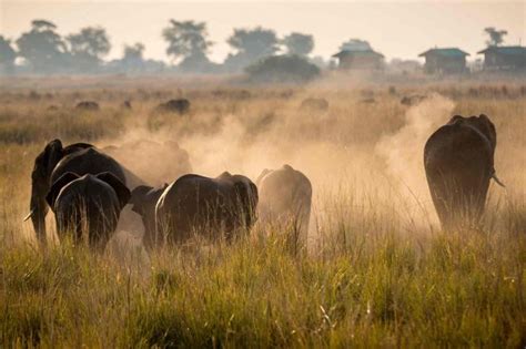 Voyage Botswana Okavango Et Chutes Victoria Confort Samsara