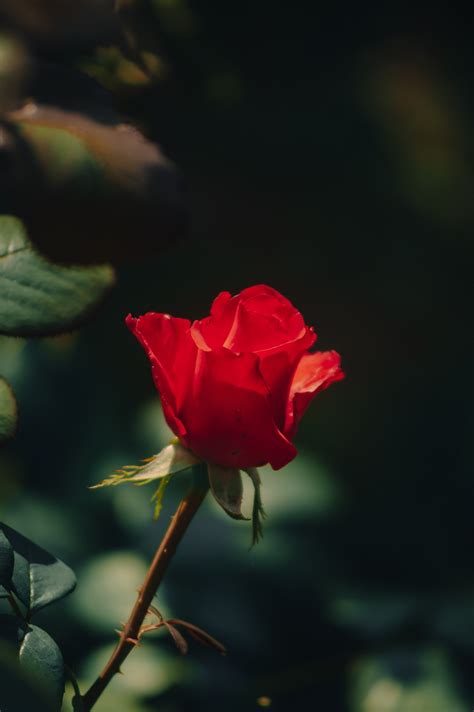 Rose Red Flower Free Photo On Pixabay Pixabay