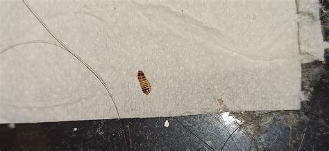 I found these bugs near my bed in dust what are they? : r/whatisthisbug