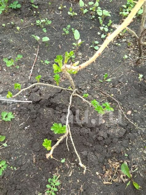 Роза морщинистая, ругоза — купить в Красноярске. Декоративные ...