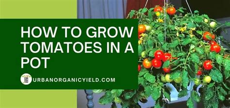 How To Grow Tomatoes In A Pot