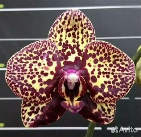 Орхидея " еллоу леопард", "желтый леопард" купить в Кемерово | Товары ...