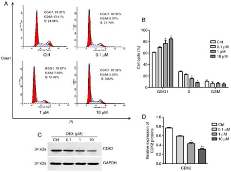 Dex Induces G G Phase Arrest In Mc T E Cells A Cell Cycle