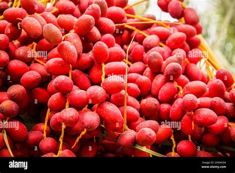 date, date palm, dates Stock Photo - Alamy