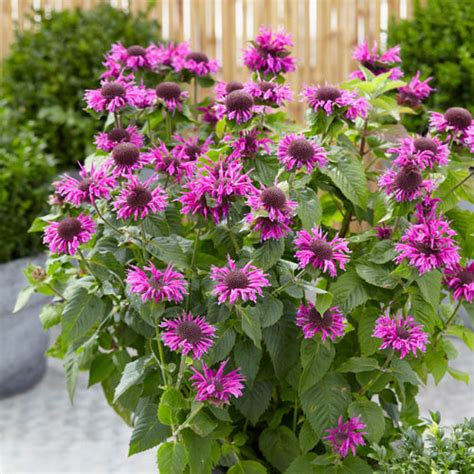 Monarda Bee You Bee Free Sun Perennial K Van Bourgondien