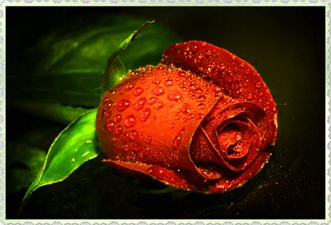 Roses Animated Images220 Item Joy Design Studio