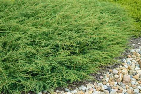 Juniperus Communis Repanda Common Juniper