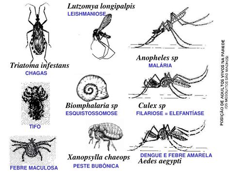 Ppt Parasitologia Powerpoint Presentation Free Download Id 5319663