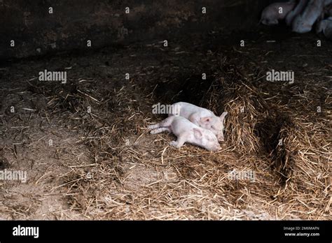 Freshly Born Baby Pigs At A Farm Stock Photo Alamy