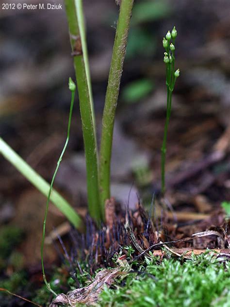 Bartonia virginica (Yellow Bartonia): Minnesota Wildflowers